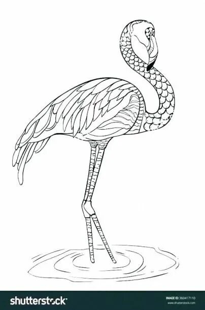Flamingos Coloring Pages Flamingo coloring page, Bird coloring pages, Summer col