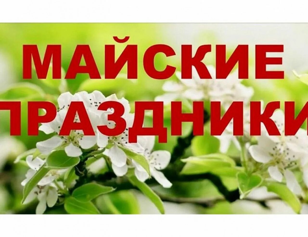 Работа в выходные дни в мае. Майские праздники. Майские каникулы. Майские празндик. Майские праздники надпись.