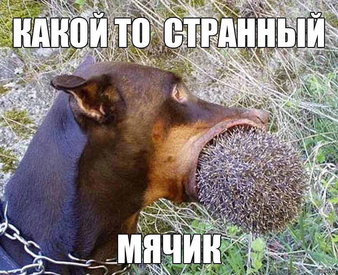Сема очень голодный или встретил собак. Собака и ежик. собака нюхает ежа.