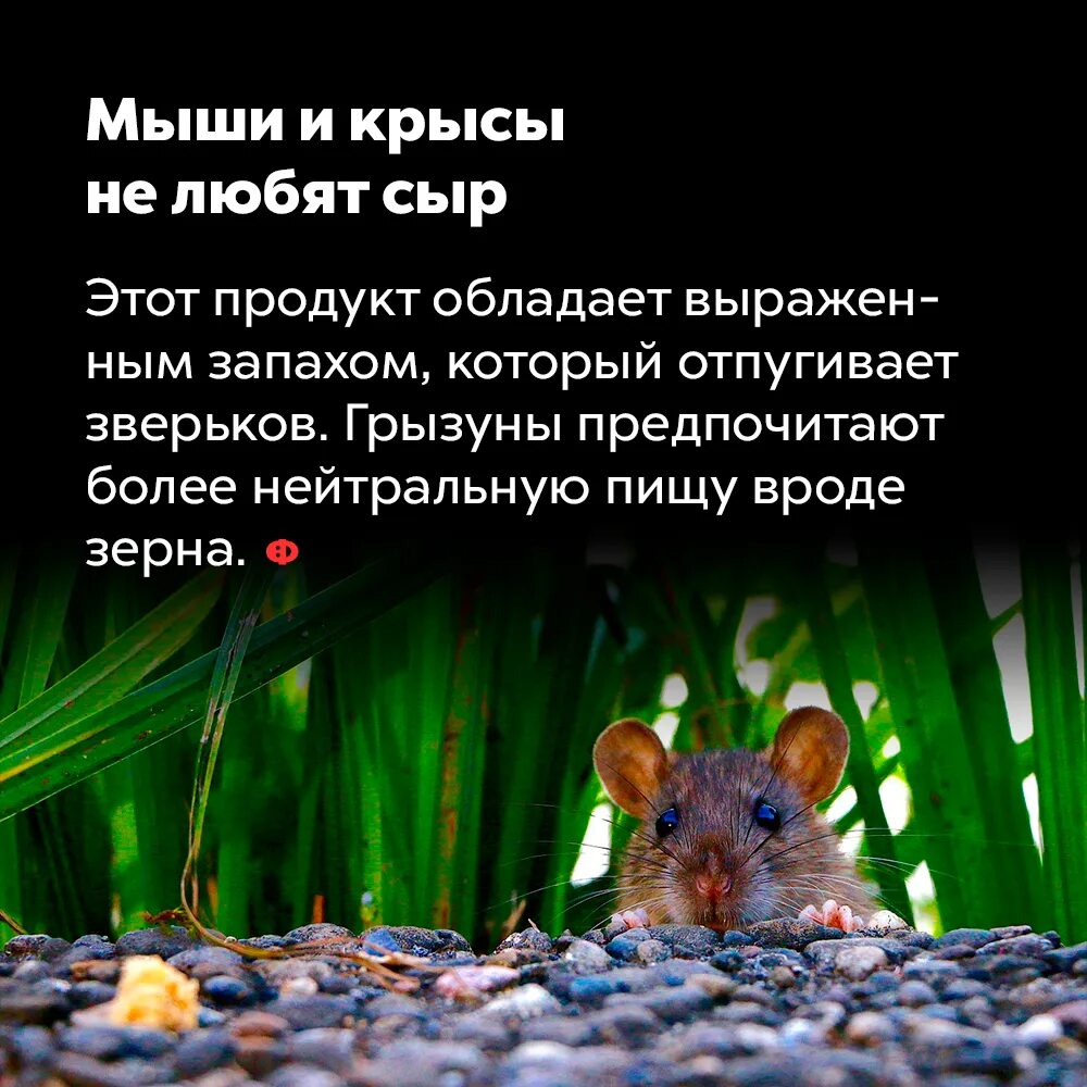 Почему крысы любят. Интересные факты о мышах и крысах. мыши не любят сыр. интересные факты о мышах. мыши любят сыр.