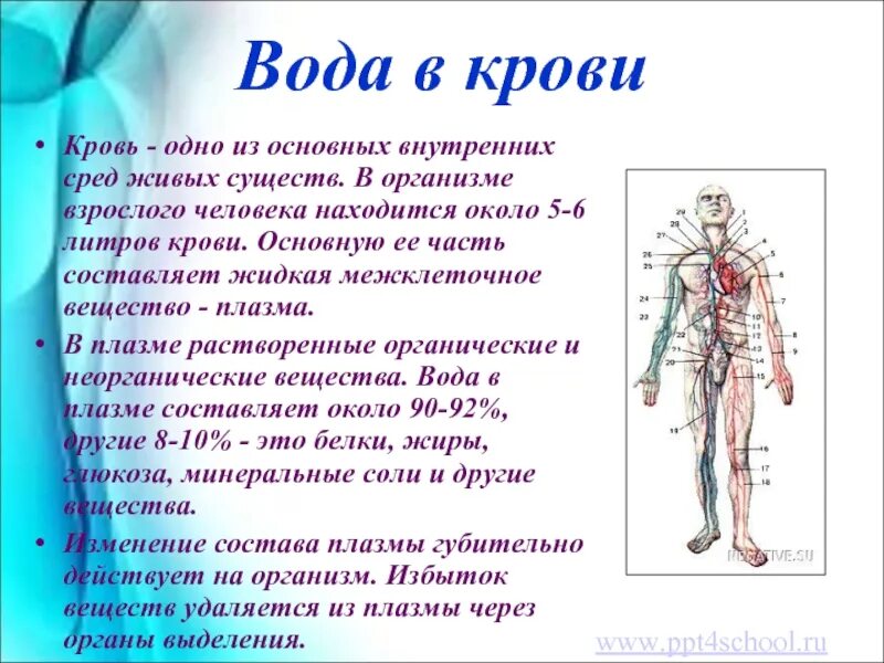 Сколько литров во взрослом человеке. Количество воды в крови. Кровь в организме человека. Сколько воды в крови человека.