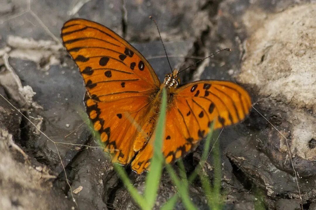 Todas las orugas se convierten en mariposas