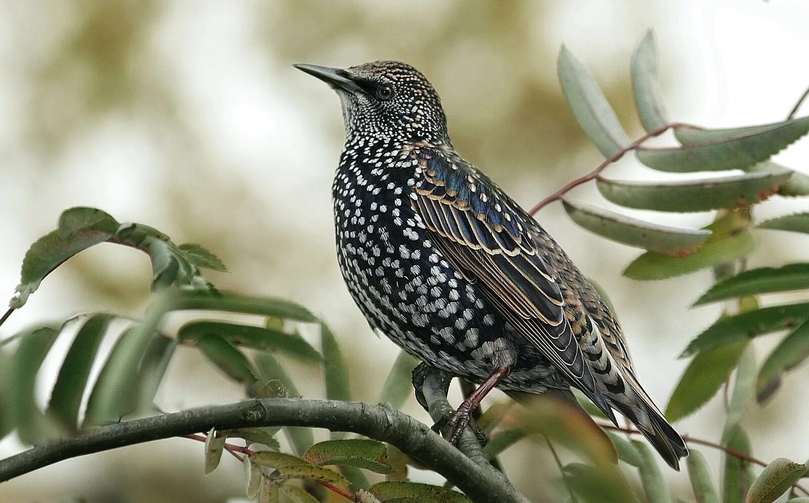 Птица с темным оперением. Обыкновенный скворец (Sturnus vulgaris). Шпак скворец. Капский скворец. Обыкновенный скворец (Sturnus vulgaris l.).