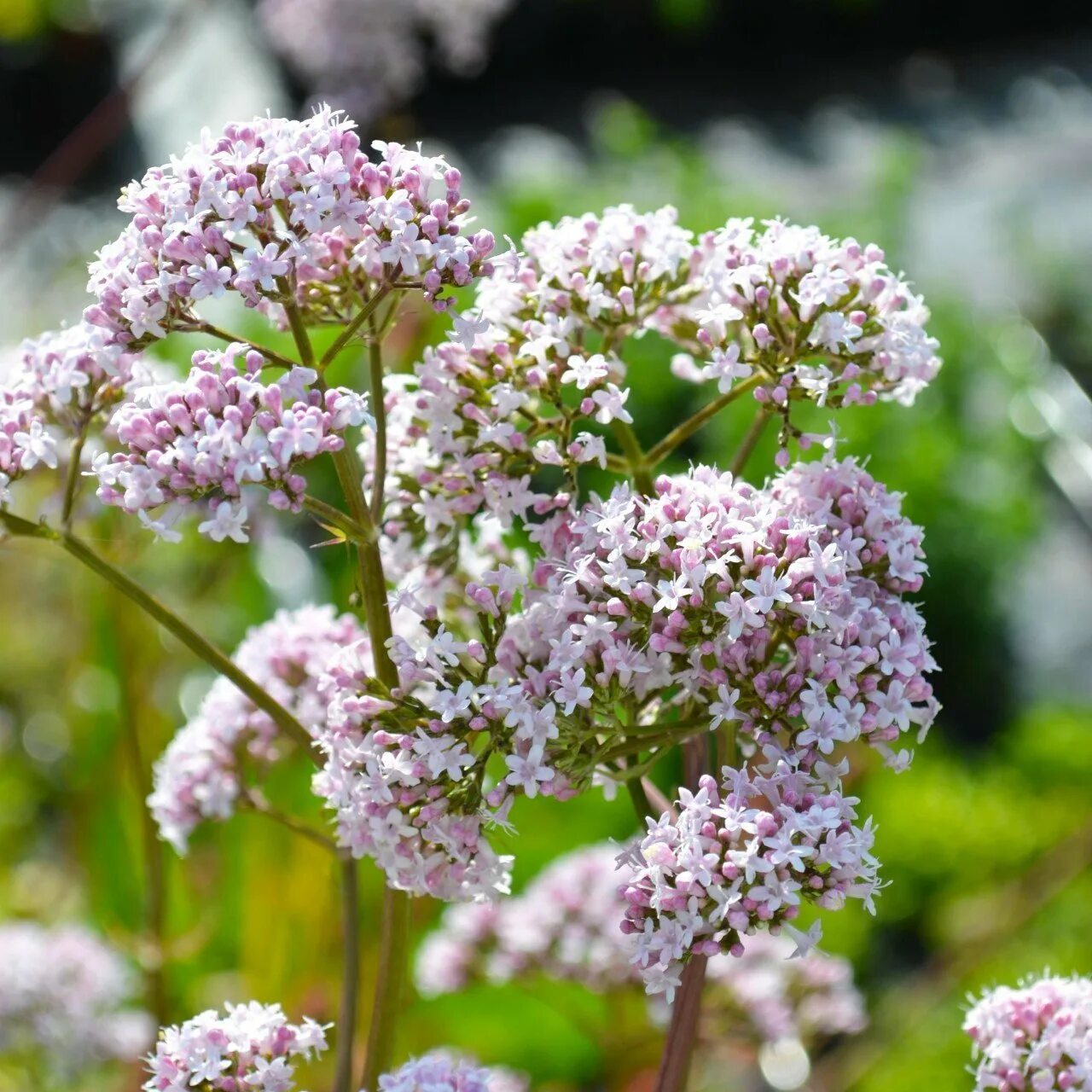 Валерьянка трава. Валериана. (Valeriana officinalis). Валериана бузинолистная. Валериана лекарственная / Valeriána officinális. Valeriana officinalis растение.