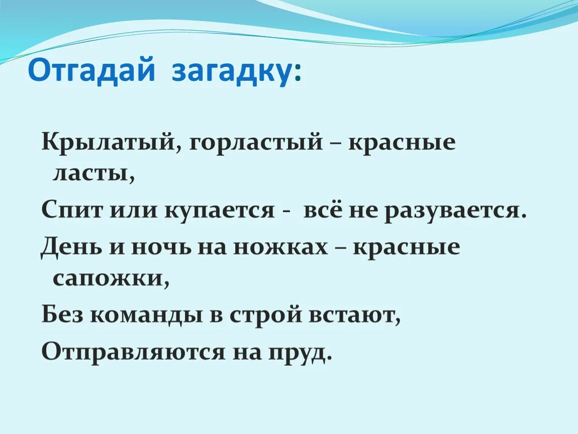 Загадка крылатый горластый красные ласты. Крылатый горластый красные ласты отгадка на загадку. Крыластый горластый красные ласты. Загадки крылатый горластый. Загадка крылатые крылатые горластые красные ласты.