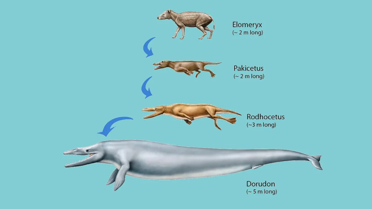 Животные обитатели воды имеют обтекаемую форму тела. Эволюция китов. Предок дельфина на суше. Предки китов жили на суше. Кит до эволюции.
