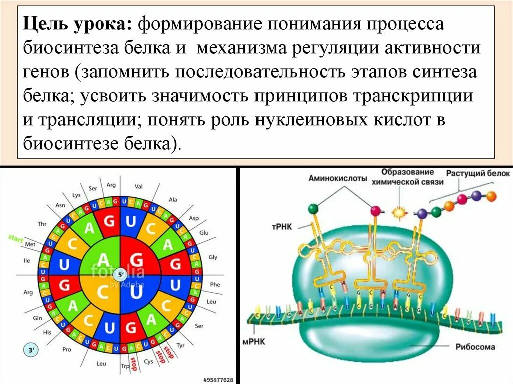 Синтез белка механизмы. Биосинтез белка регуляция транскрипции и трансляции. Синтез белка транскрипция и трансляция. Транскрипция Биосинтез белка.