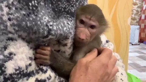 Люська гамадрил тайган дзен