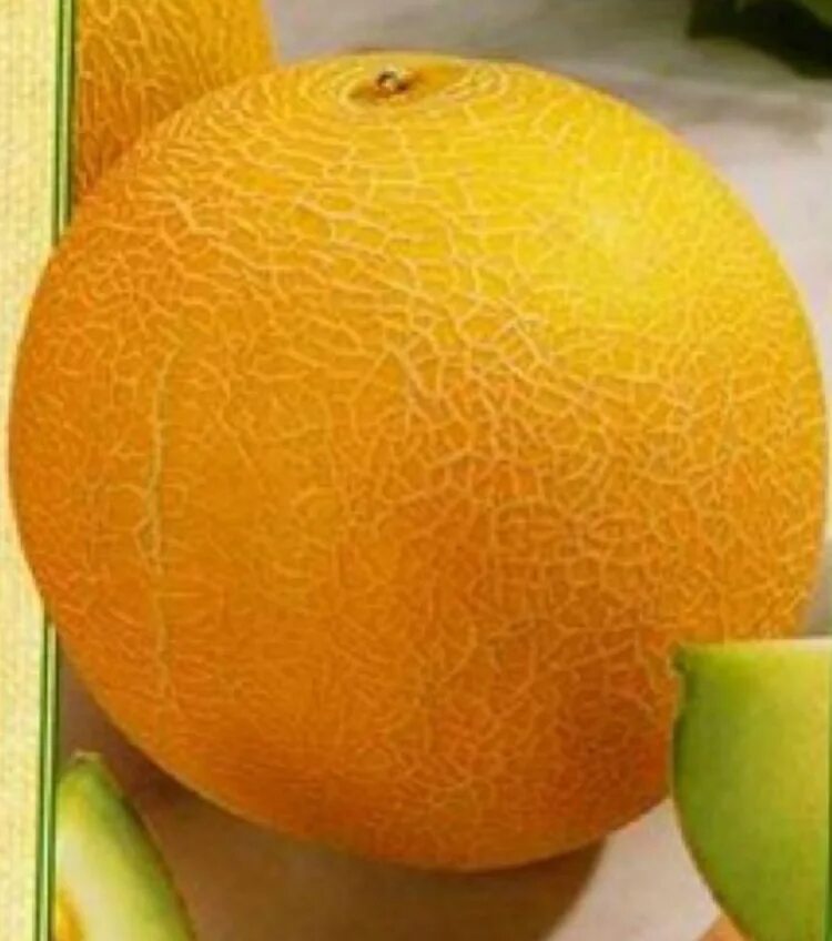 Дыня амал f1. Вкусные сорта дыни. Дыня золотистая. Дыня злато скифов f1. Сорт дыни эфиопка.