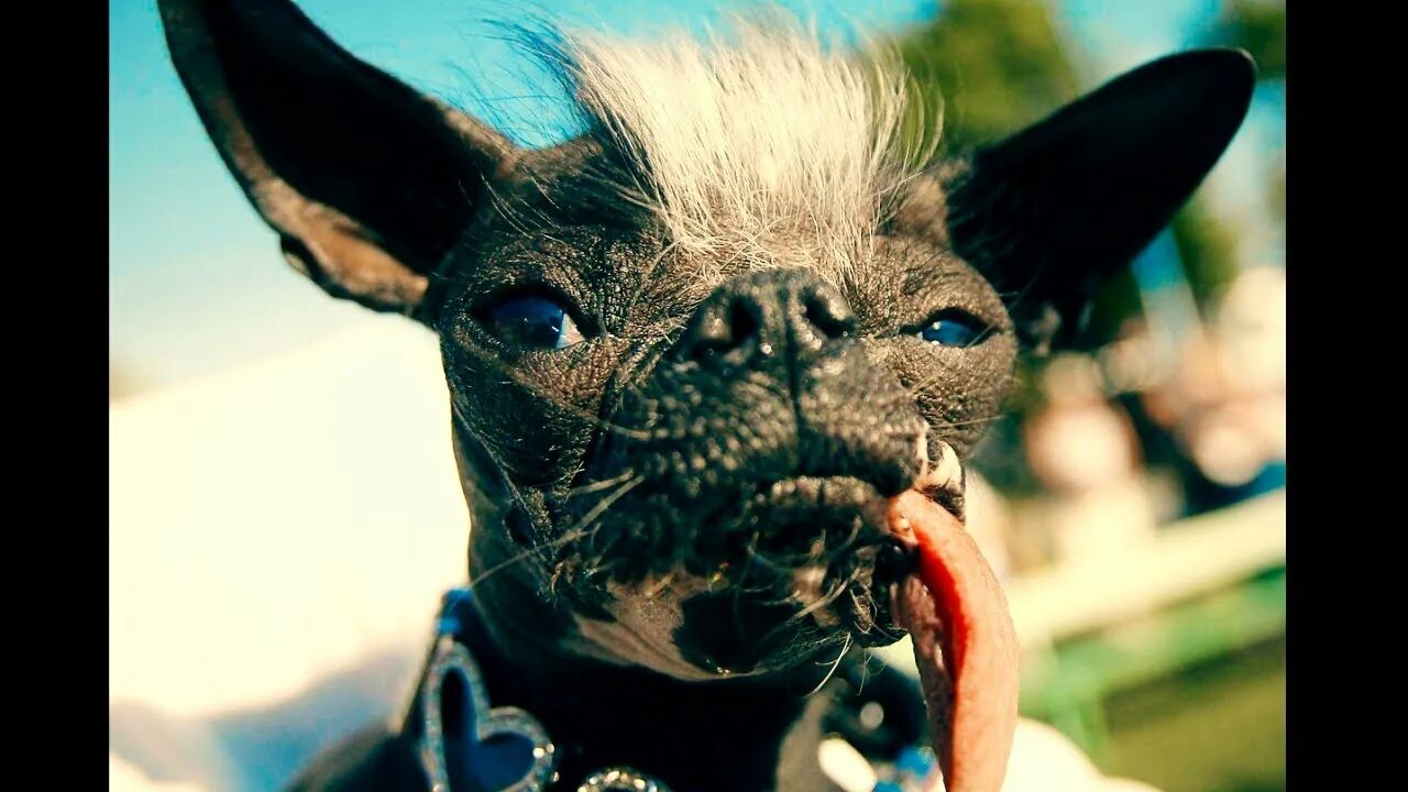 World’s Ugliest Dog 2022 award goes to 17-year-old Mr Happy Face