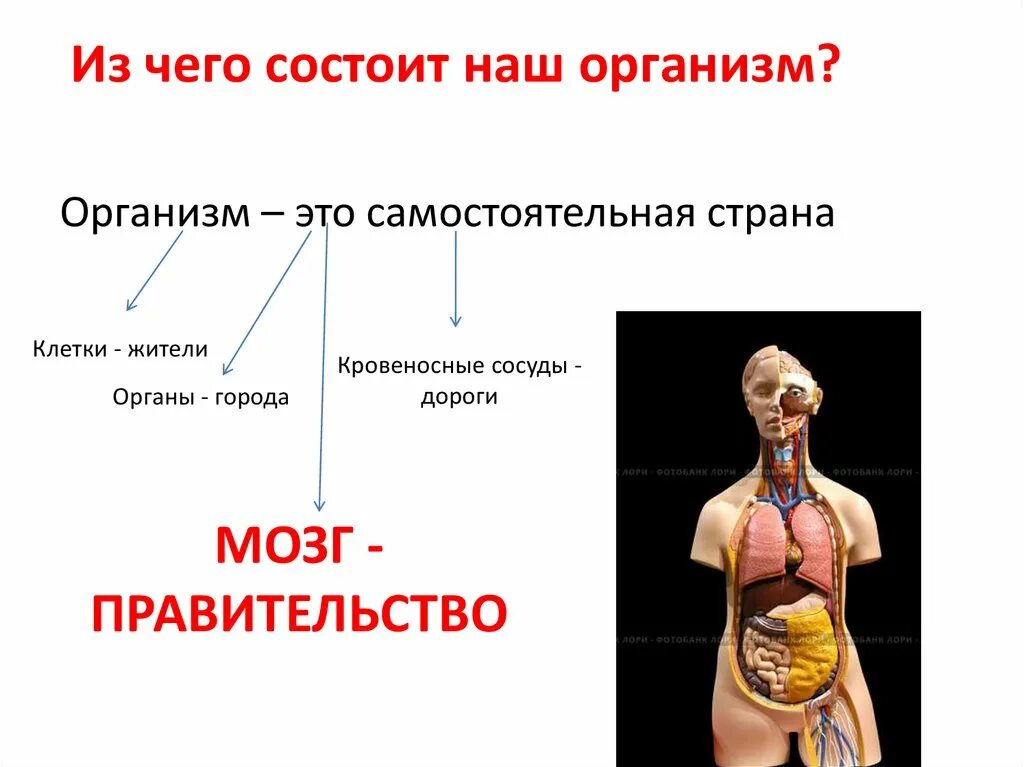 Как работает наш организм презентация. Организм человека. Из чего состоит человеческое Телл. Как устроен наш организм. Из чего состоит наш организм.