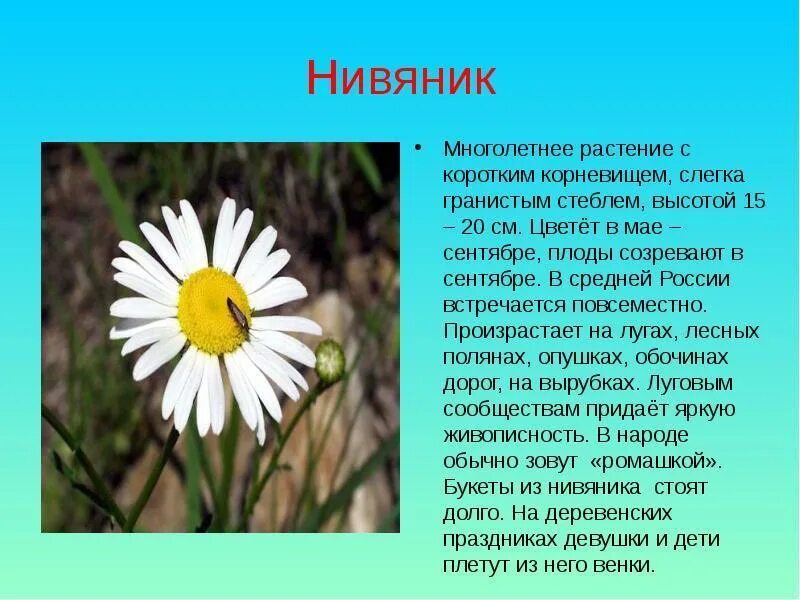 Ромашка и нивяник сходство и различия. Трава нивяник. Нивяник обыкновенный картинка. Нивяник и Ромашка отличия фото.