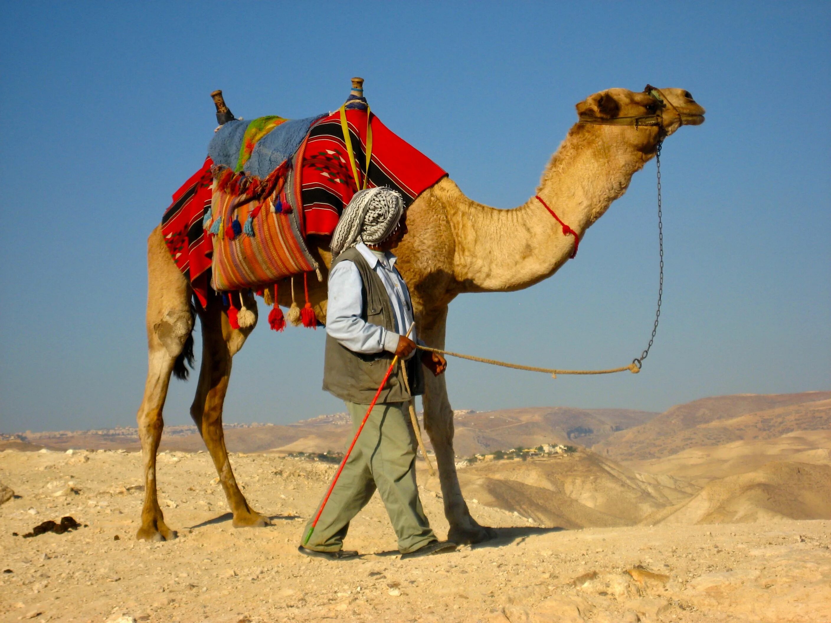 Верхняя одежда бедуинов 6 букв. Бедуины в Израиле. Camel Bedouin. Верблюд в пустыне.