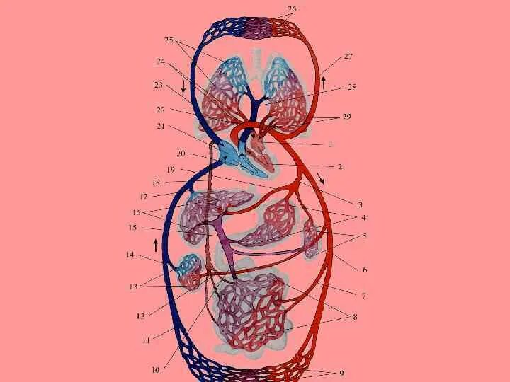 Система кровообращения человека. Круги кровообращения схема. Кровеносная система человека анатомия. Круги кровообращения без подписей. Рисунок кровообращение человека