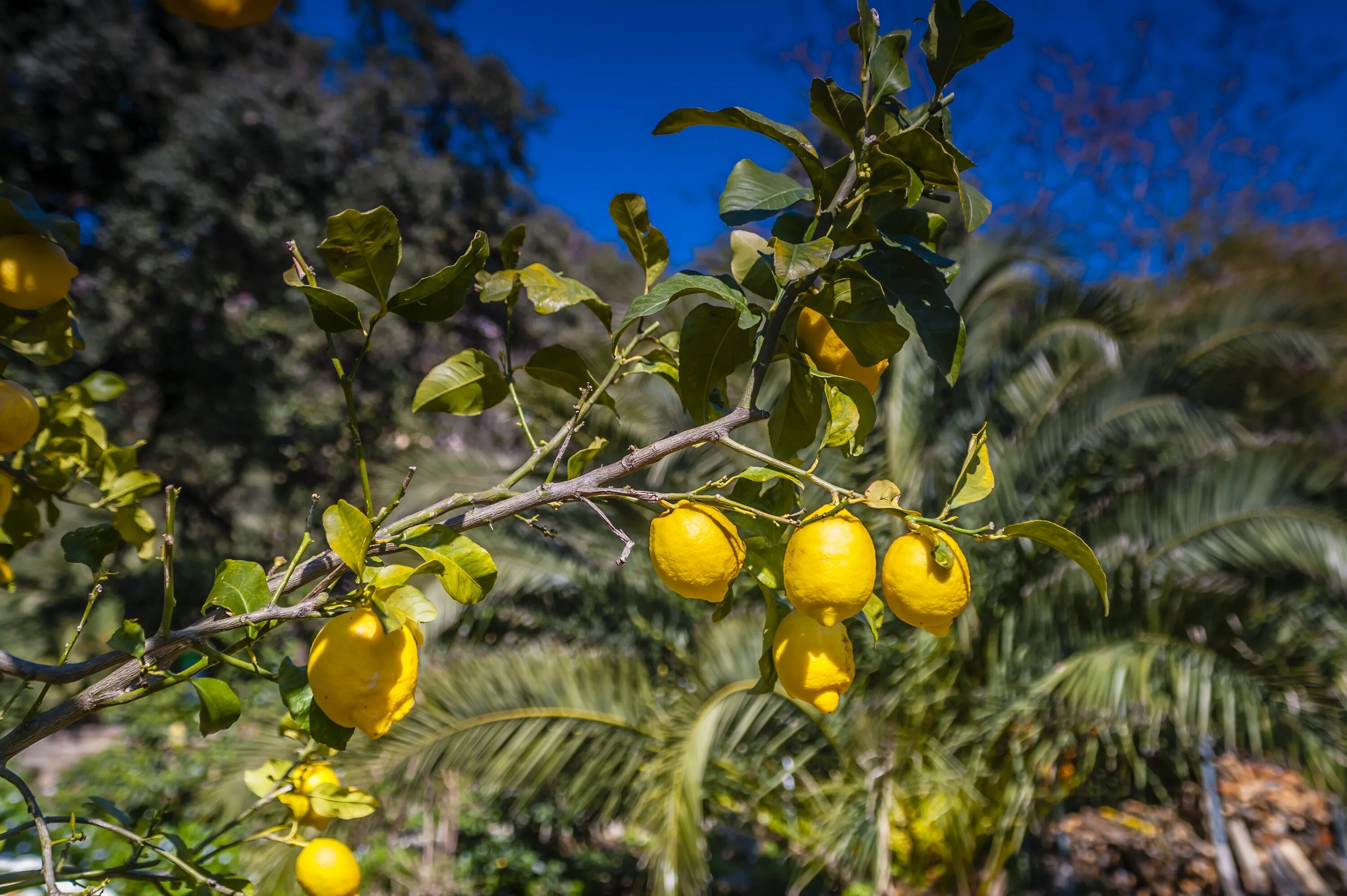 Лимон растет в россии. Lemon Tree (лимонное дерево). Лимонные деревья Испания. Лимонные плантации в Италии. Плантации Лимонов Сорренто.