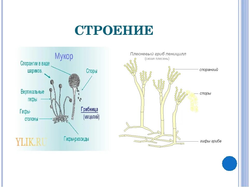 Рассмотрите изображение шести организмов пеницилл мукор. Строение грибницы плесневого гриба. Строение плесневого гриба пеницилла. Строение плесневого гриба мукора. Строение плесневых грибов мукор.