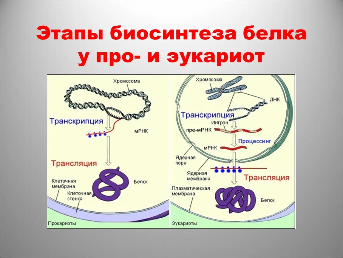 Синтезе белков принимают участие. Этапы биосинтеза белка в эукариотической клетке. Этапы биосинтеза белка у эукариот. Трансляция второй этап биосинтеза белка. Этапы трансляции биосинтеза белка схема.