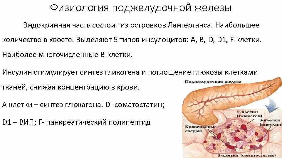 Строение и физиология поджелудочной железы. Строение и эндокринная функция поджелудочной железы. Физиологические функции поджелудочной железы. Строение поджелудочной железы кратко.