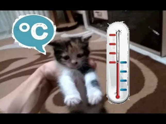 Температура кошки 39 5. Кошка с градусником. Температура кошек. Нормальная температура у кошек. Температура у котят.