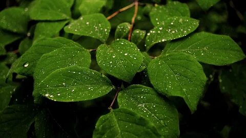 Natural plants