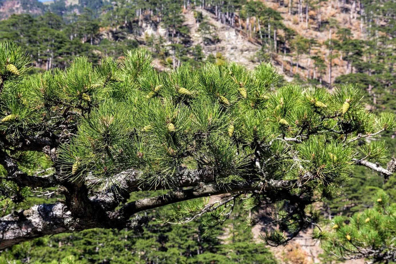 Сосна Палласа Крымская. Сосна Крымская (Pinus pallasiana). Сосна Палласа Крымская шишки. Сосна Крымская Pinus nigra subsp. Pallasiana.