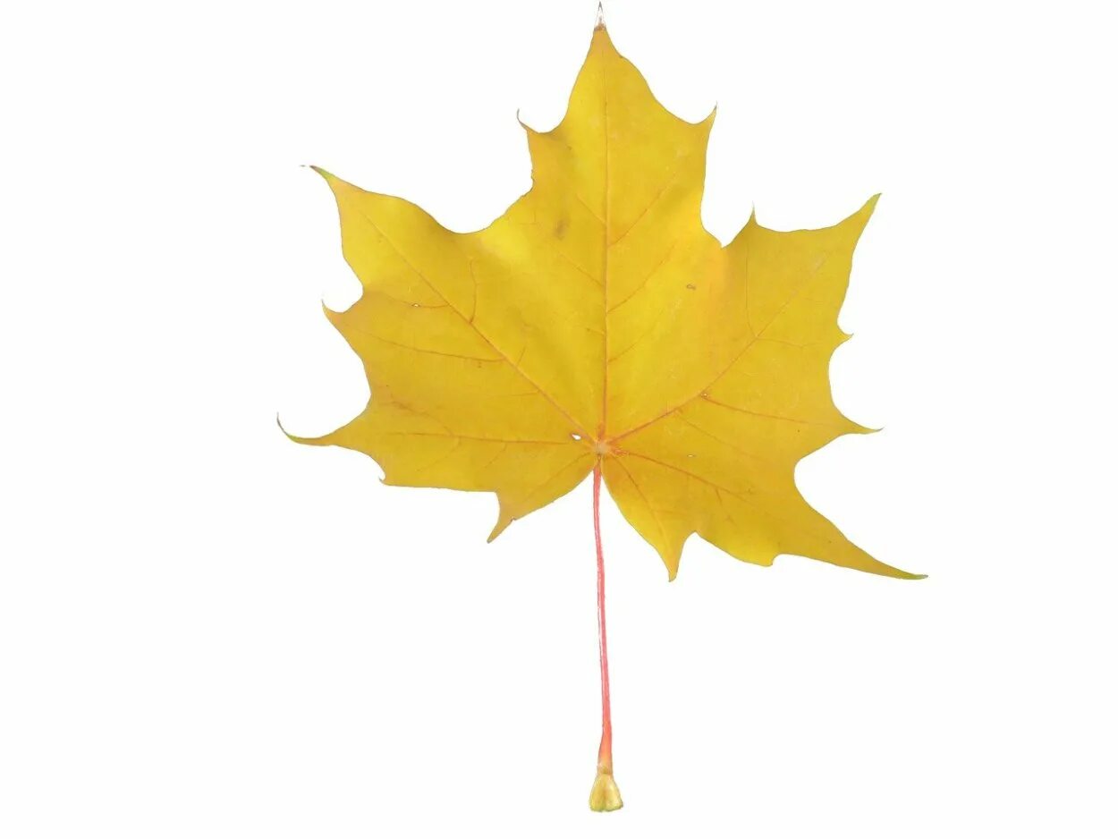Осенняя листва на фоне неба. Maple кленовый лист. Клен семенова желтый. Осень листья. Желтая листва.