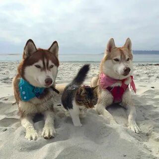 3 кота лайки