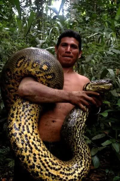 Река Амазонка змея Анаконда. Анаконда в джунглях амазонки. Речная Анаконда амазонки. Анаконда в Амазонке. Удав тропической