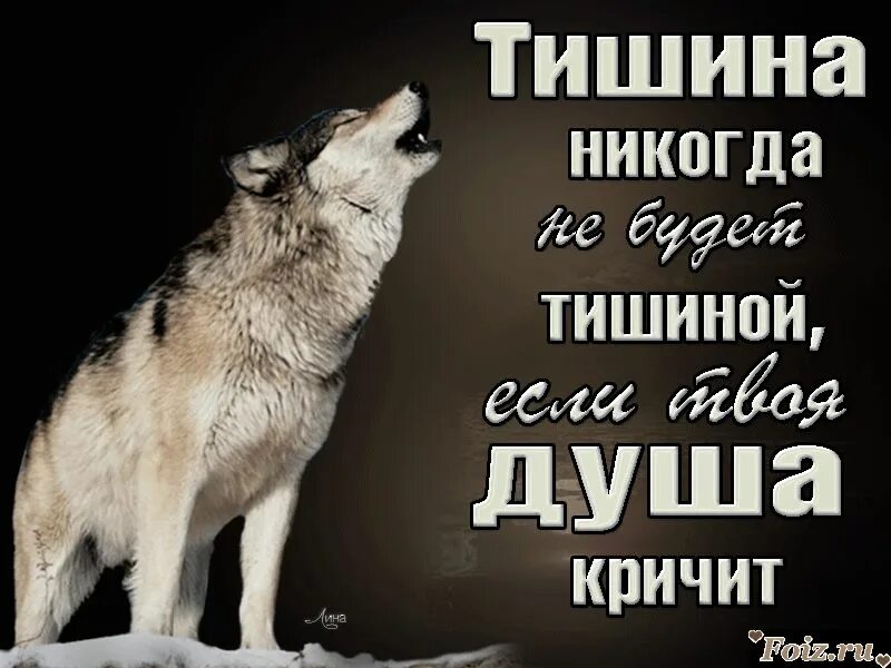 Со словом тишина. Душа волка. Статусы с волками жить по Волчьи выть. Волком выть хочется. Волк кричит.