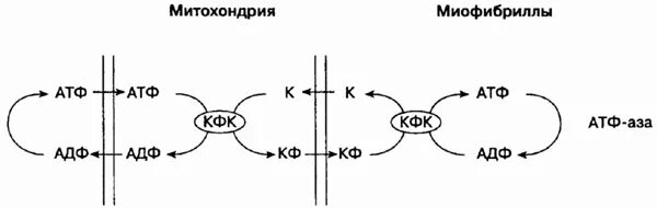 Креатинфосфатный челночный механизм. Челночный механизм с креатином. Челночный механизм креатинфосфат. Креатинфосфатный челнок. Митохондрия аэробный