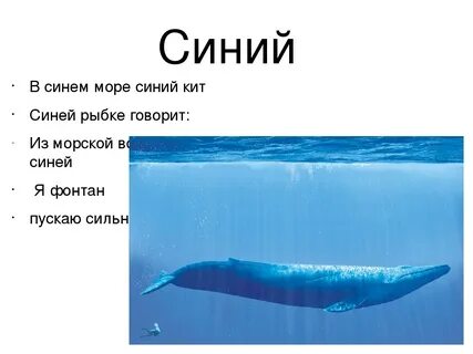 Кит слоган