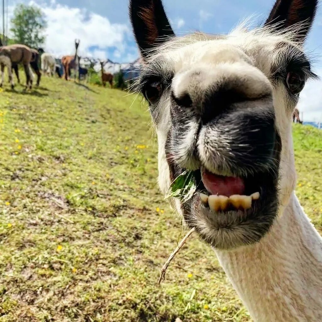 Альпака стриженная. Альпака и лошадь. Лошадь лама. Лама фото. Лама альпака и лошадь.