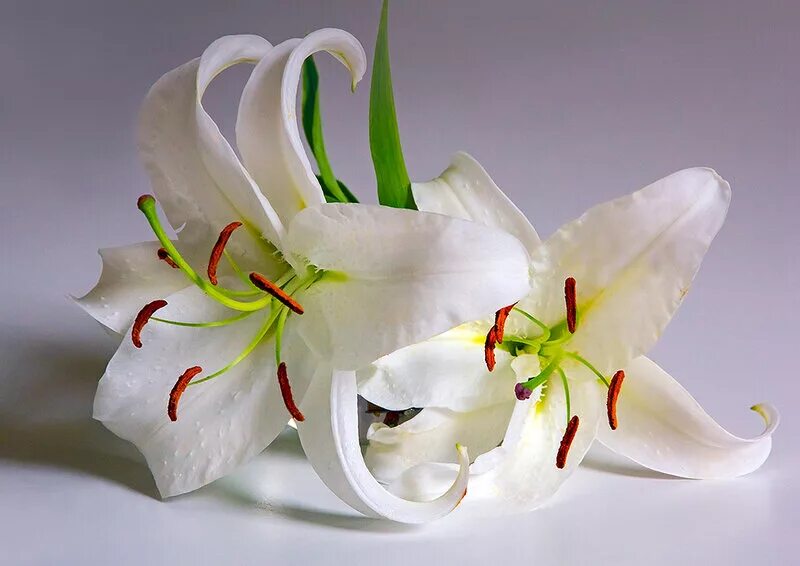 Сколько стоят цветы лилии. Лилия Королевская (l. Regale). Лилия цветок. Лилия Волвик. Лилия белая.