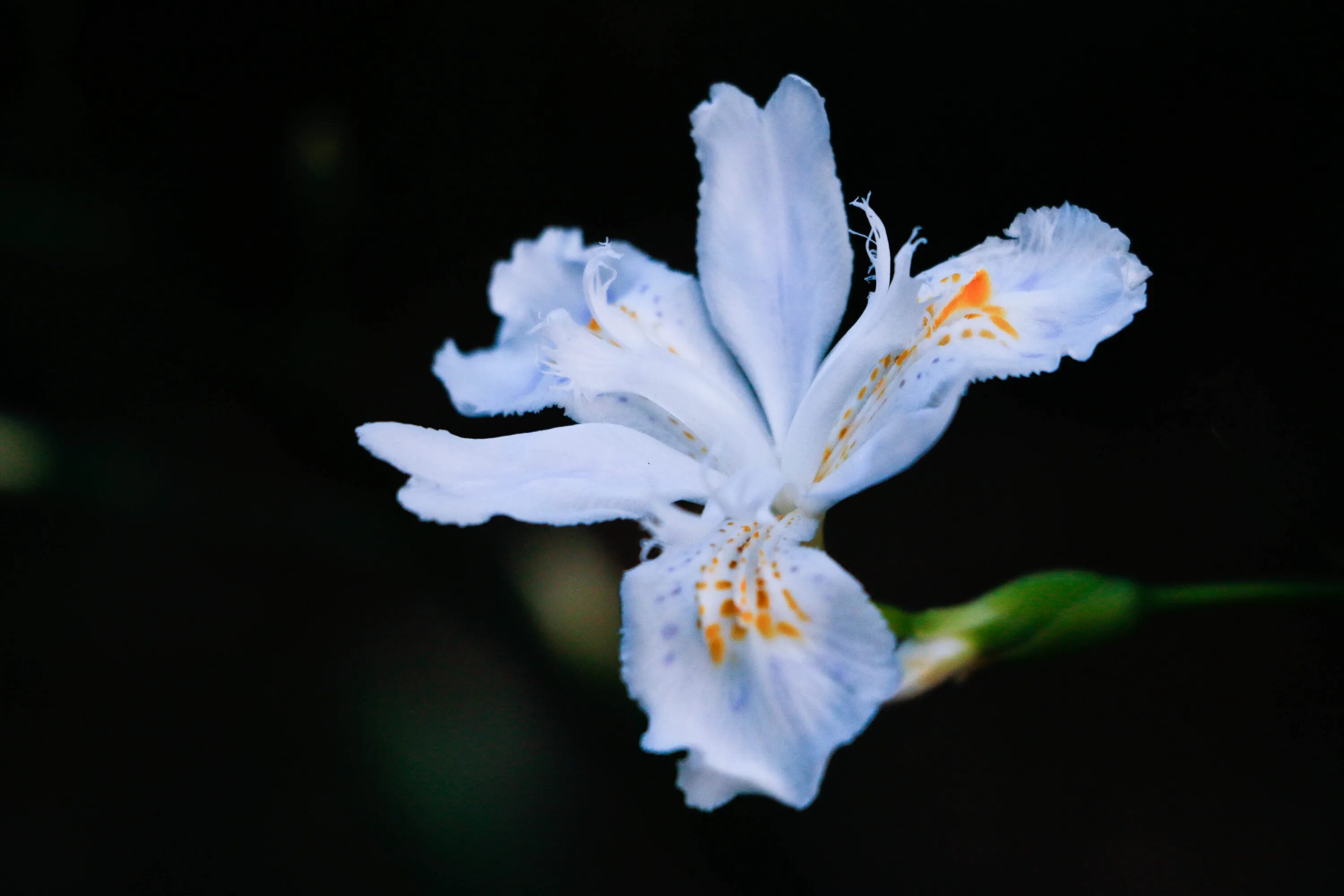 Белый цветок с множеством лепестков. Луноцвет (лунная лиана). Раскрывшийся белый цветок. Растения которые распускаются. Ночные цветы в поле.