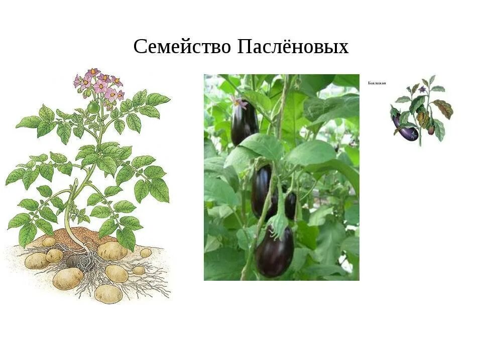 Овощи семейства пасленовых. Пасленовые. Пасленовые съедобное плоды. Пасленовые 1 представитель. Семя пасленовых.