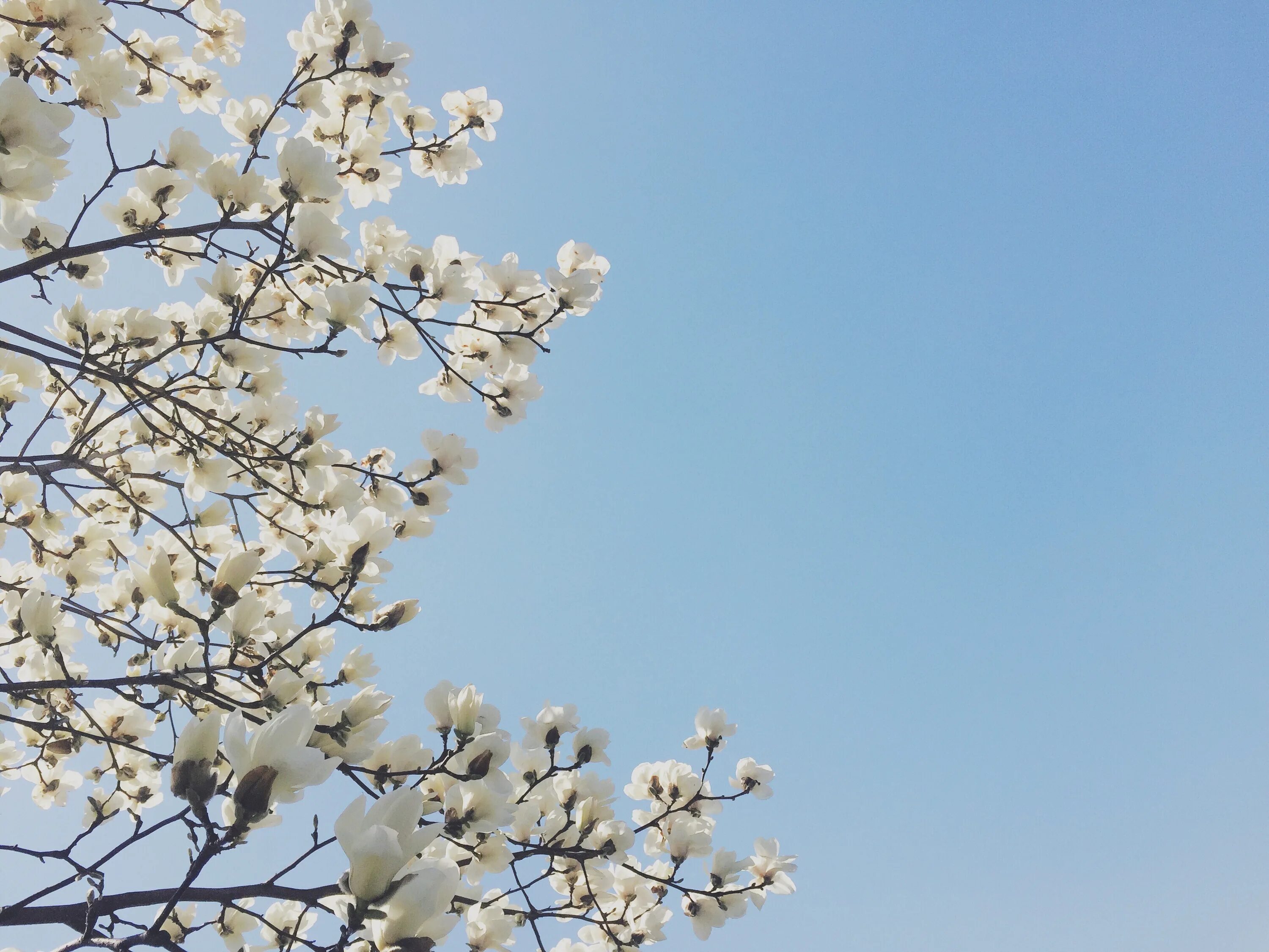 Дни цветения sky. Ветка магнолии. Магнолия белая дерево. Весеннее небо.