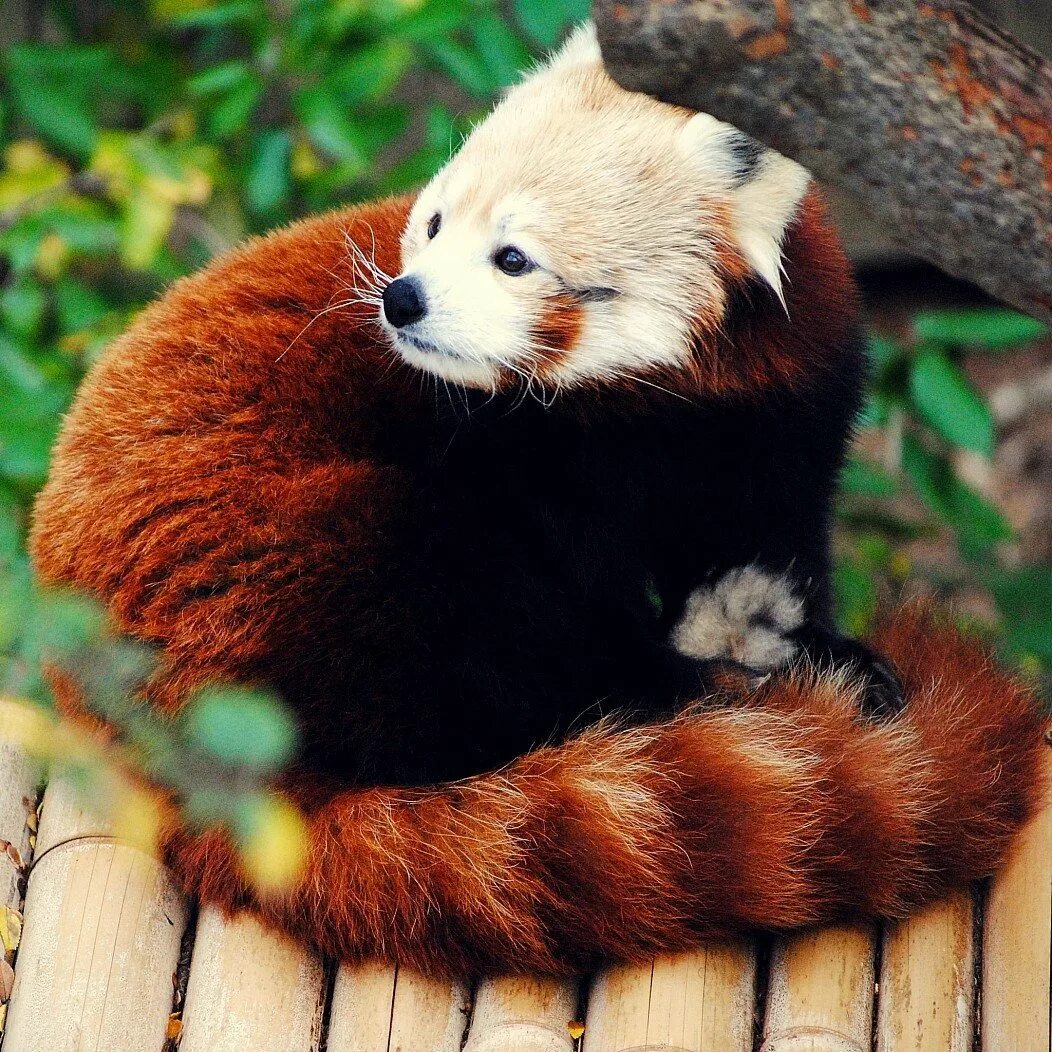 Красная па. Малая (красная) Панда Стайана. Красная сумчатая Панда. Красная енотовидная Панда Япония. Краснохвостая Панда.