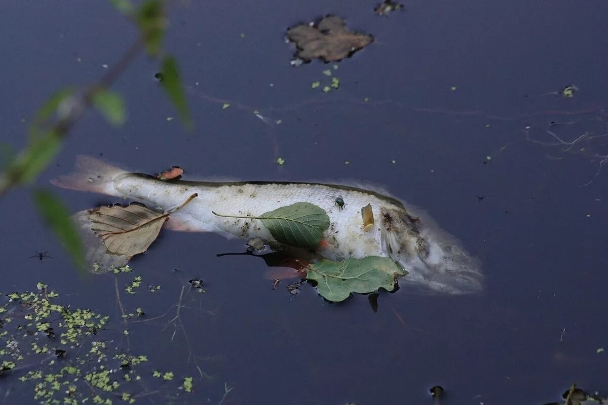 Мертвые водоемы. Река Амба Новосибирская. Рыбы в загрязненных водоемах. Рыбы в водоеме.
