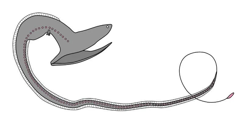 Python gui. Королевский питон pied. Python eel gui. Eel python примеры интерфейса. Python eel gui.