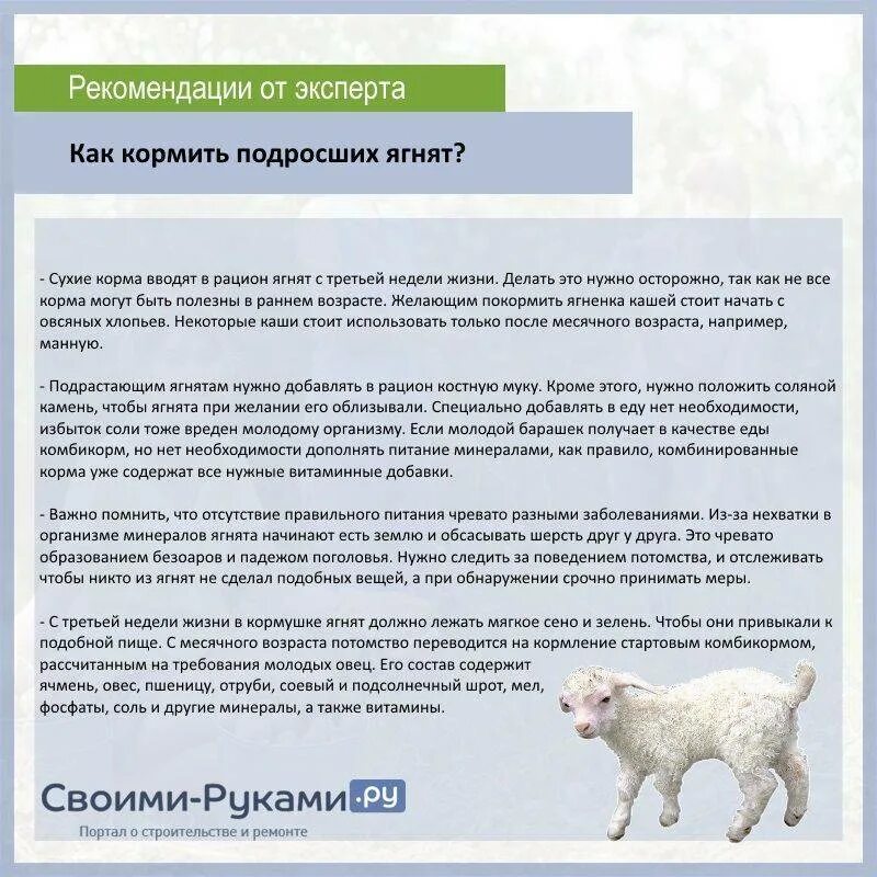 Сколько кормить козлят молоком. Рацион питания овец. Как кормить ягнят. Чем кормят овец. Молоко для суточных ягнят.