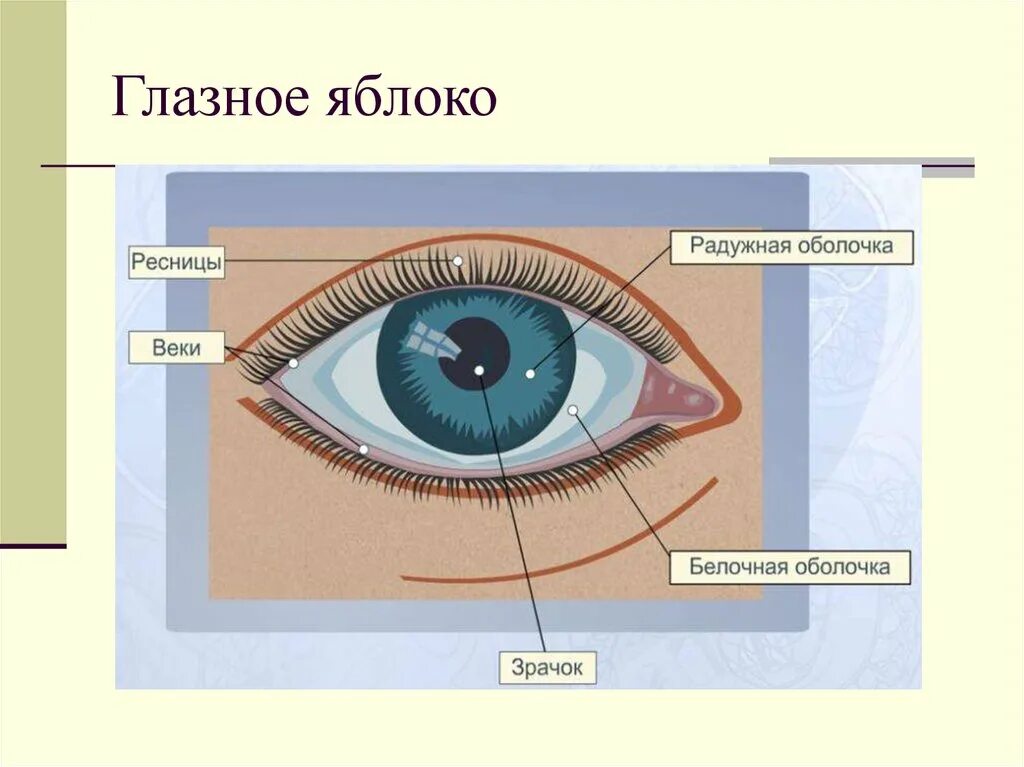 Функция защита зрения. Защитные приспособления глаза у человека. Строение глаза. Внешнее строение глаза человека. Наружное строение глаза.