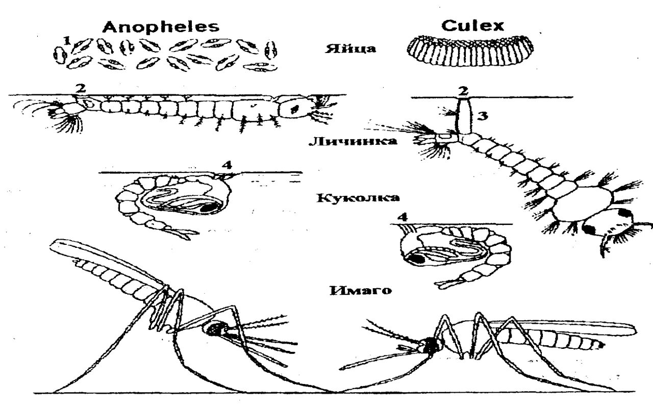 Жизненный цикл комаров рода Anopheles. Жизненный цикл комара Culex. Жизненный цикл комара анофелес. Цикл развития комара кулекс. Комар малярийный комар членистоногие двукрылые