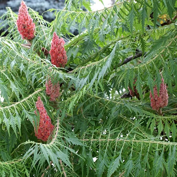 Сумах стоимость. Сумах гладкий Лациниата. Сумах гладкий (Rhus glabra). Rhus typhina 'laciniata'. Сумах оленерогий.