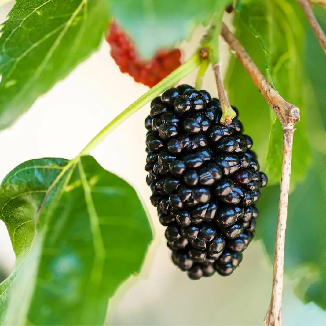 Маленькие черные ягоды. Morus nigra. Чёрная ягода на дереве. Черные ягодки на дереве. Деверо с черной янодой.