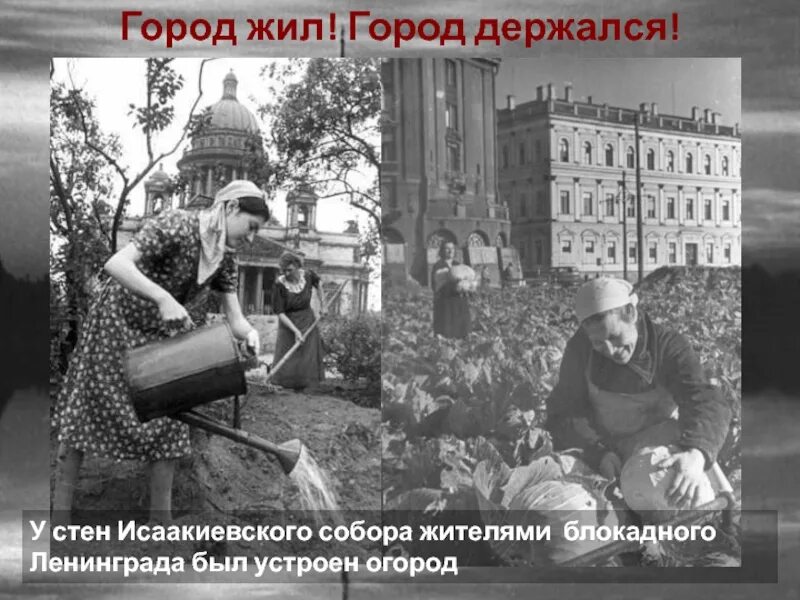 Овощные огороды блокадного ленинграда. Огороды в блокадном ленинграде. Что сажали в парках 1942. Что сажали в парках 1942. Блокада в ленинграде 1941.