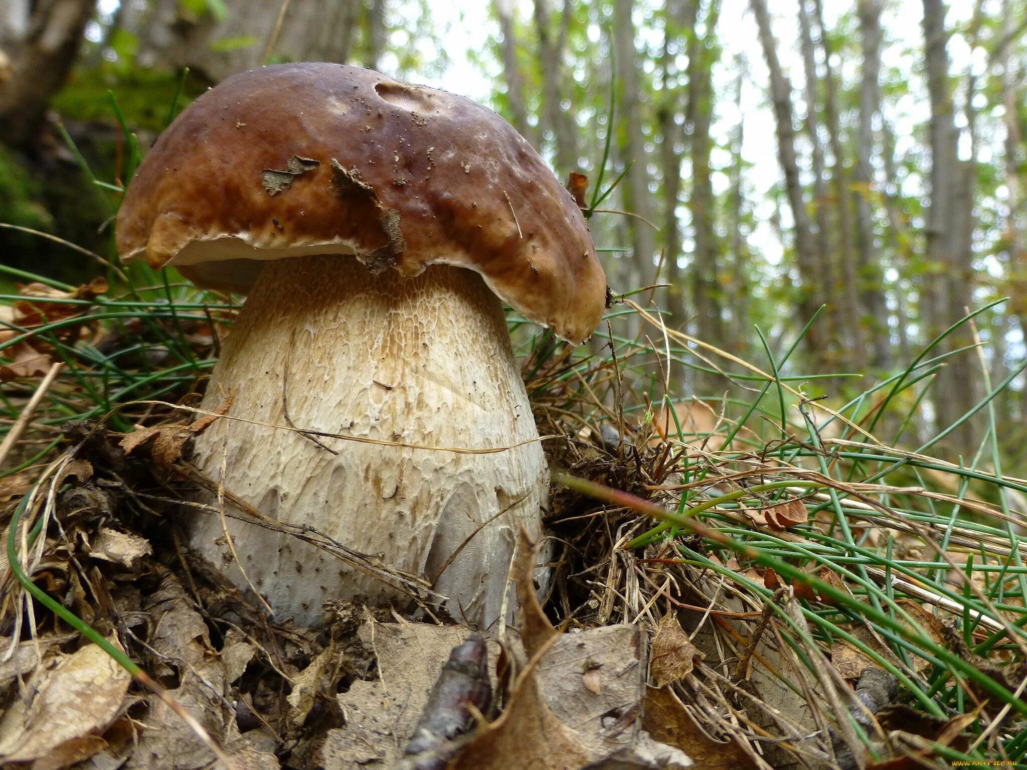 Гриб Боровик. Боровик гриб старый. Трухлявый гриб. Белый гриб маленький. Белый гриб в природе