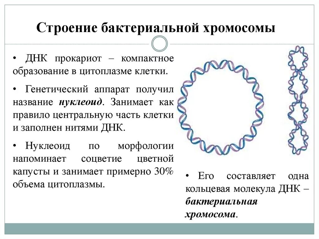 Генетический аппарат вируса представлен молекулой. Строение бактериальной хромосомы. Строение хромосомы бактерий. Структура бактериальной хромосомы. Строение хромосомы микроорганизмов.