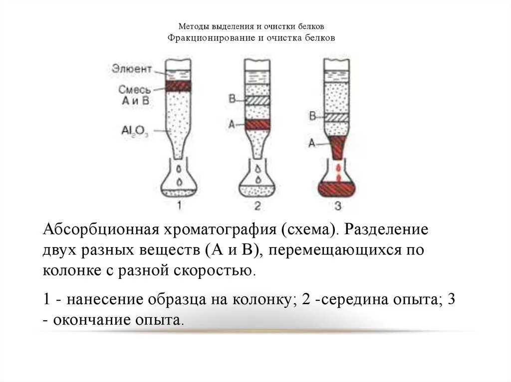 Методы очистки белков. Методы очистки белков электрофорезом. Хроматографические методы очистки белков. Методы выделения и фракционирования белков. Методы выделения белков биохимия.