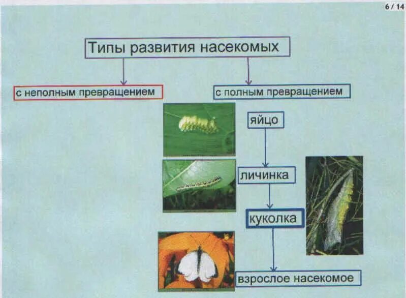 Тип развития с полным превращением. Схема развития насекомых с неполным превращением. типы развития с полным и неполным превращением.