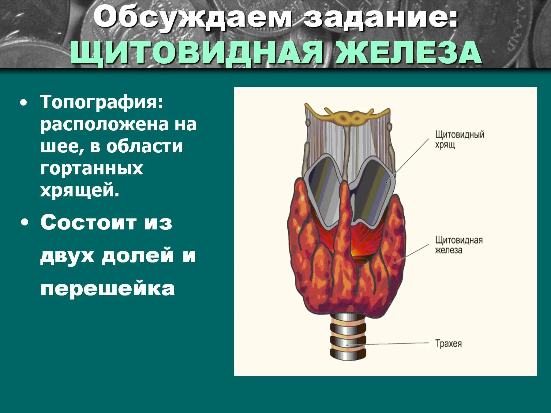 В какой полости расположена щитовидная железа. Щитовидная железа состоит из двух долей. Топография щитовидной железы. Щитовидная железа топография строение. Щитовидная железа топографическая.